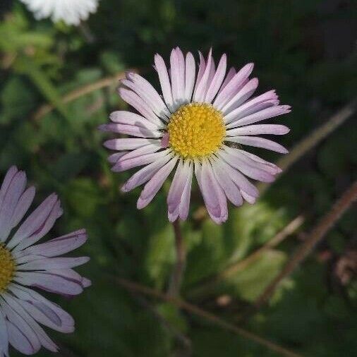 Bellis sylvestris Flor