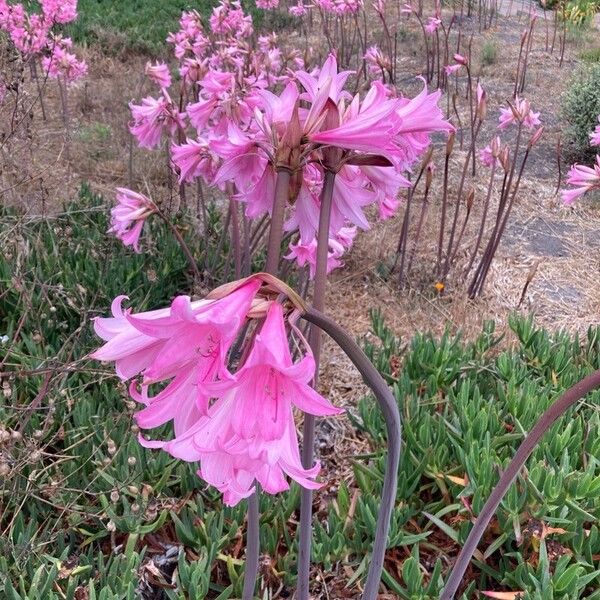 Amaryllis belladonna Flower