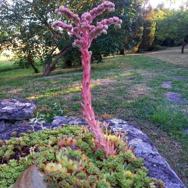 Sempervivum tectorum عادت داشتن