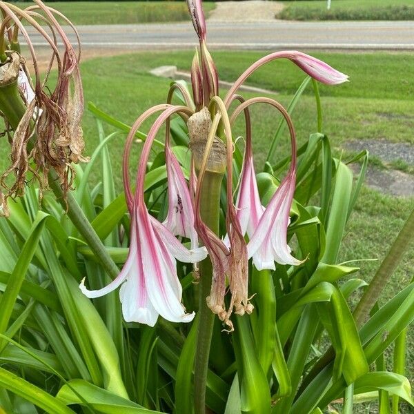 Crinum bulbispermum Цвят