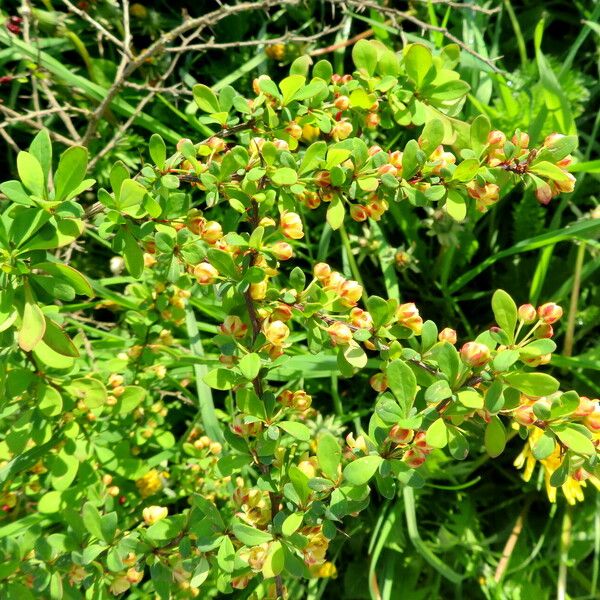 Berberis vulgaris Flor