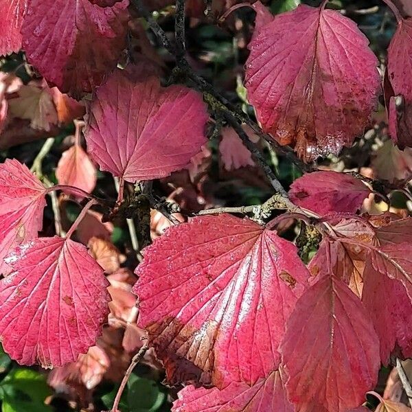 Viburnum dentatum Leaf