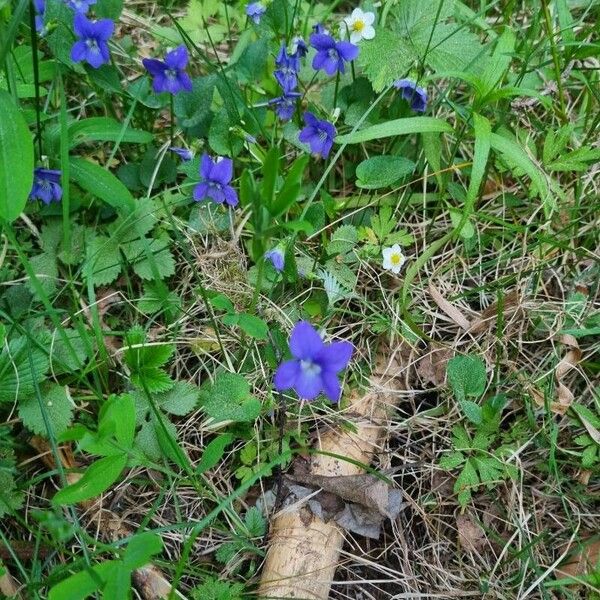 Viola riviniana Blüte