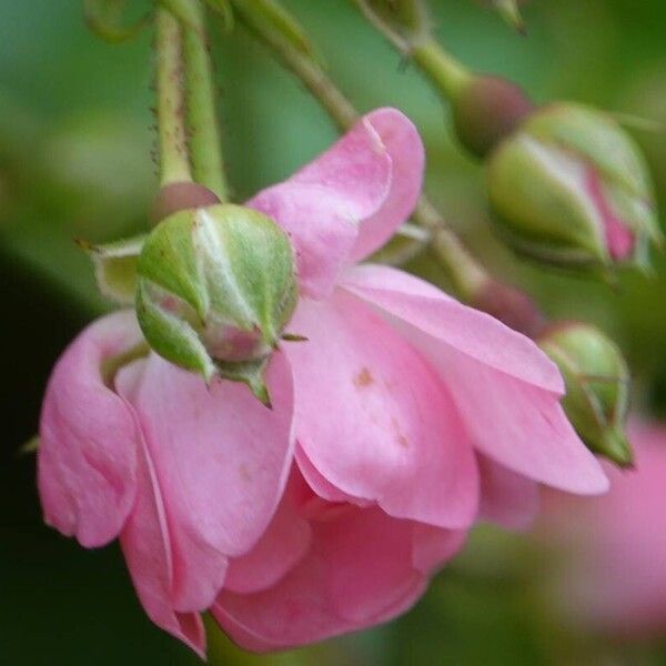 Rosa abietina Květ