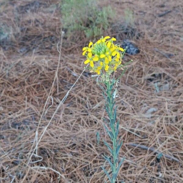 Erysimum asperum Flower