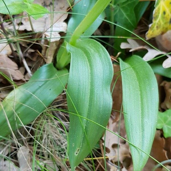 Orchis simia পাতা