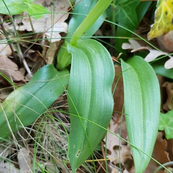 Orchis simia 葉