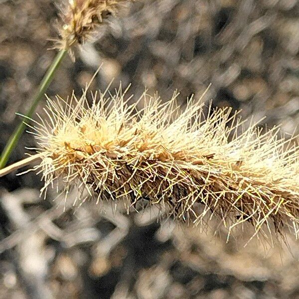 Cenchrus ciliaris Flower