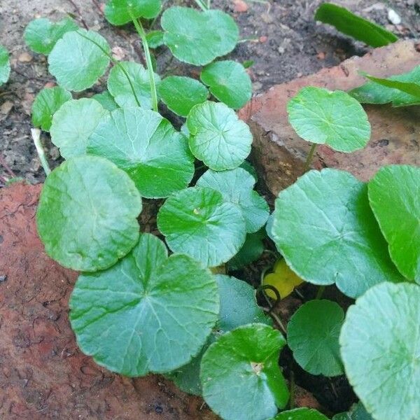 Centella asiatica 葉