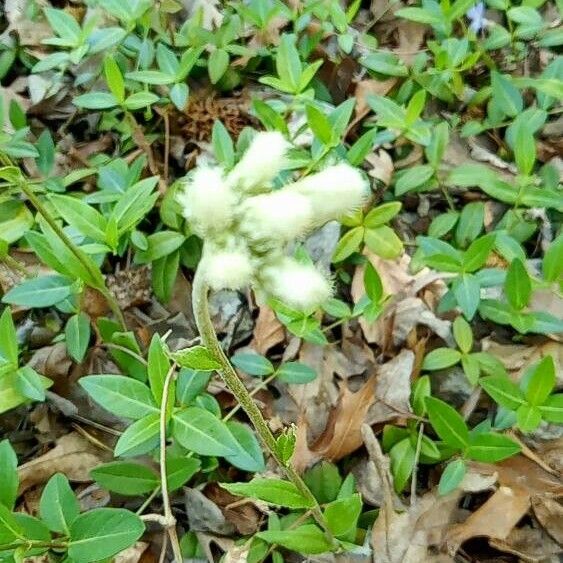 Antennaria plantaginifolia Цвят