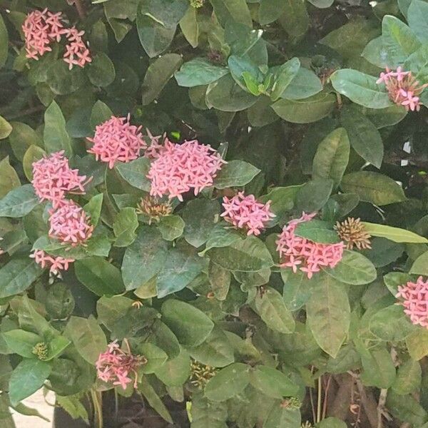 Ixora chinensis Blomma