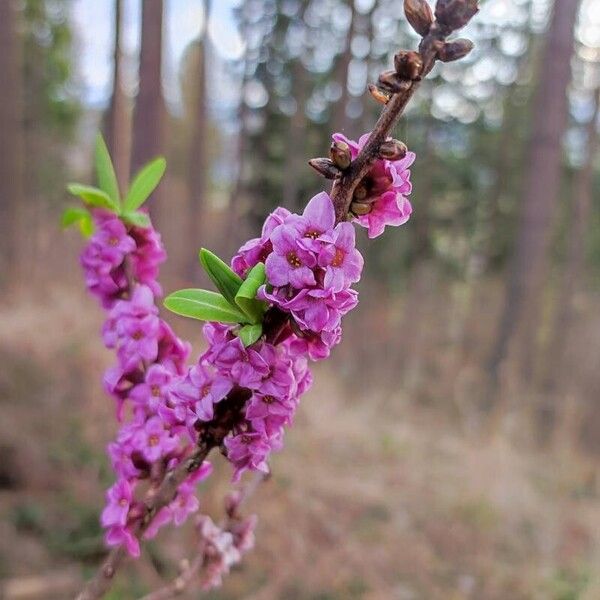 Daphne mezereum Floare