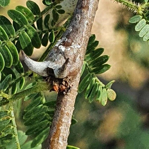 Vachellia etbaica 其他