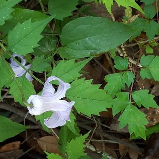 Clematis crispa Flor