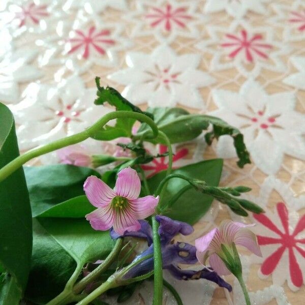 Oxalis debilis Flower