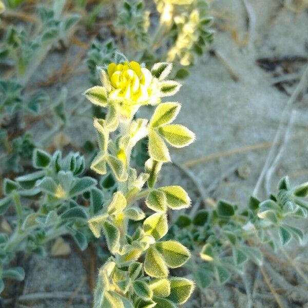 Medicago marina Hoja