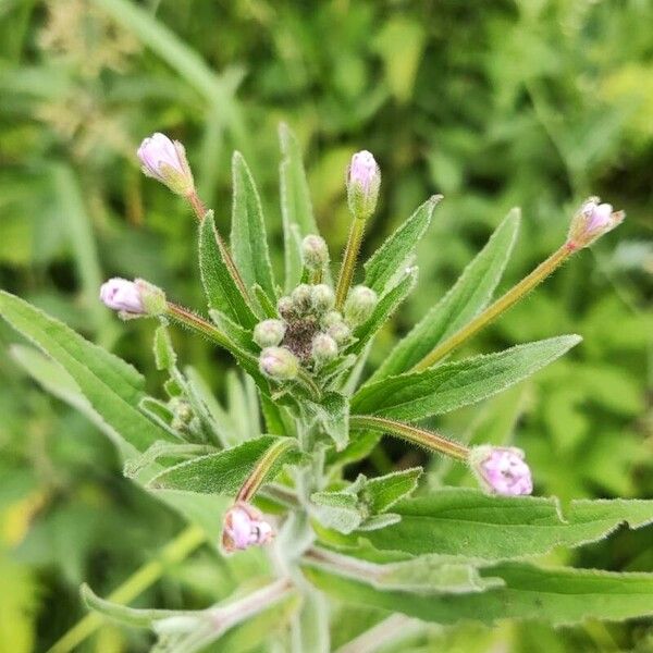 Epilobium parviflorum Flower