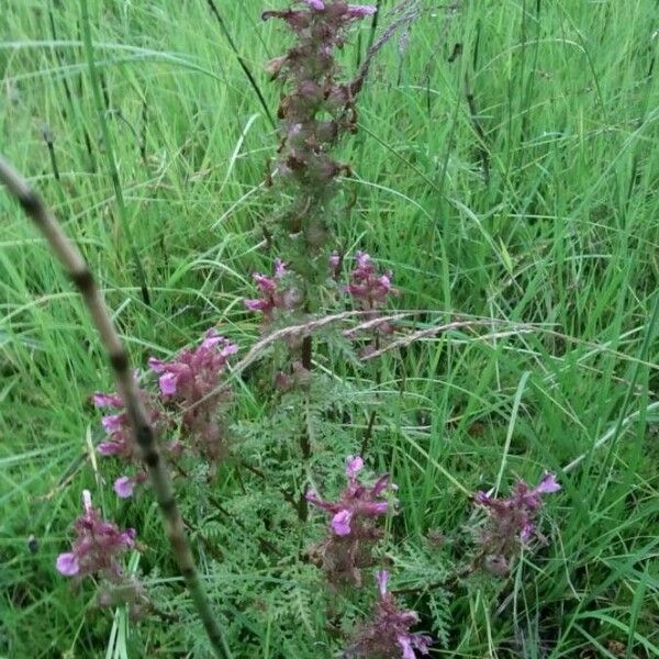 Pedicularis palustris ᱪᱷᱟᱹᱞᱤ