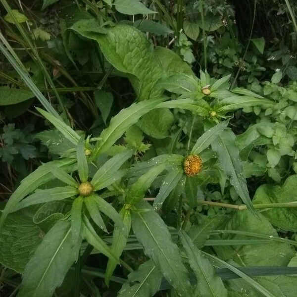 Bidens tripartita Flor