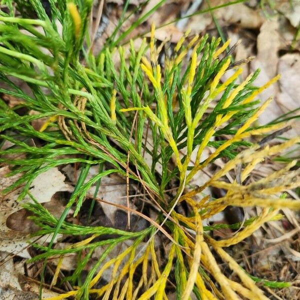 Lycopodium complanatum Hostoa