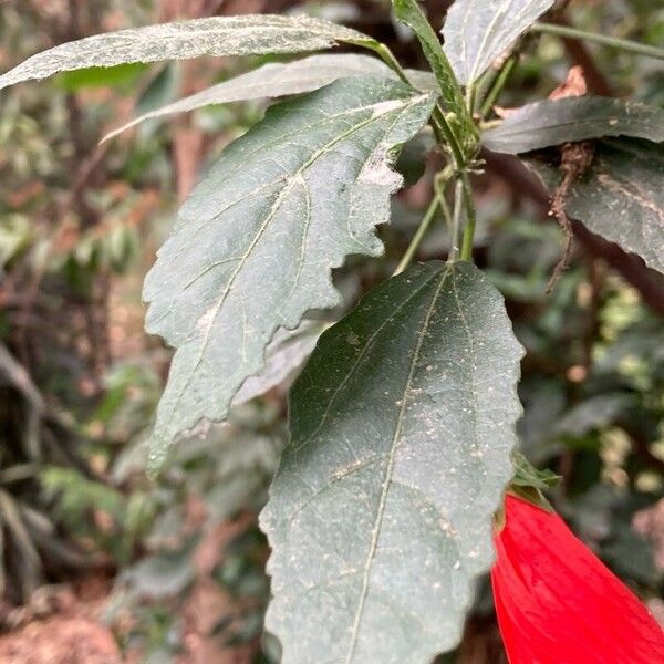 Malvaviscus penduliflorus Hostoa