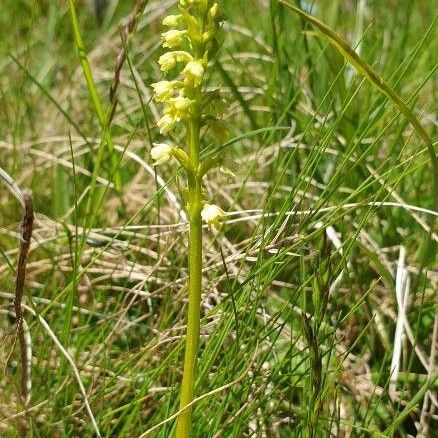 Herminium monorchis Flower