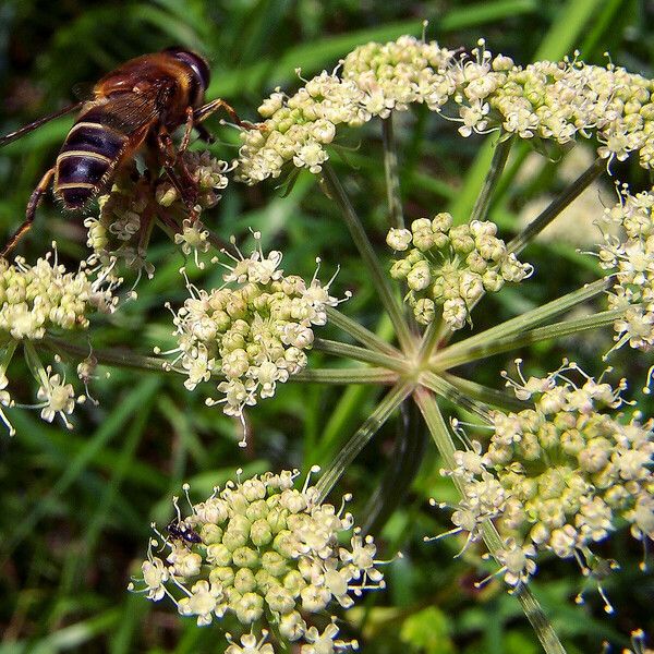 Angelica sylvestris Квітка