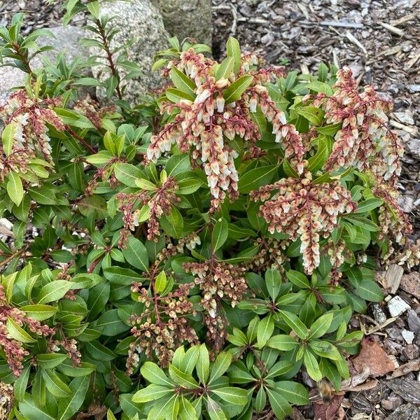 Pieris japonica Virág