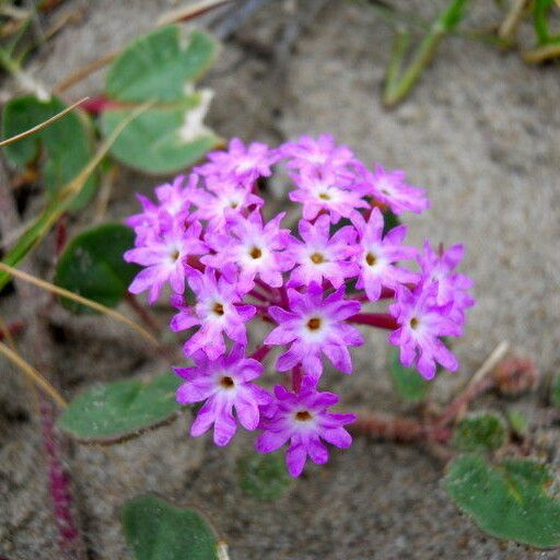 Abronia umbellata Flower