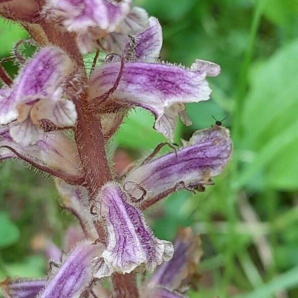 Orobanche minor Цвят