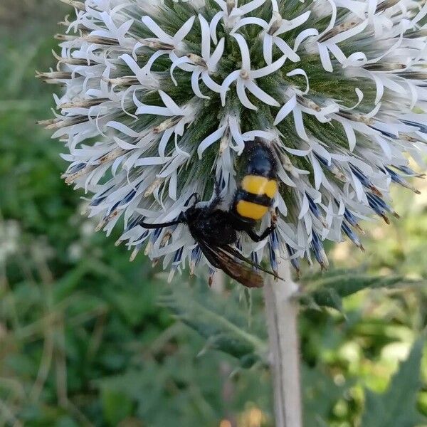 Echinops sphaerocephalus Flower