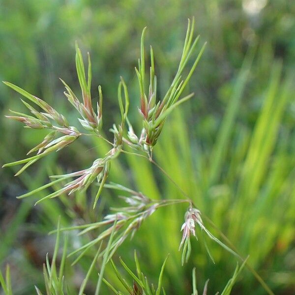 Poa bulbosa Habit