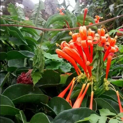 Pyrostegia venusta Flors