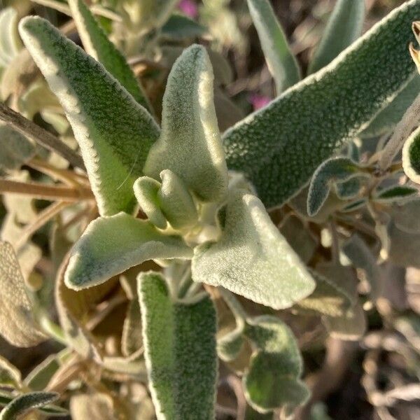 Phlomis purpurea Hoja