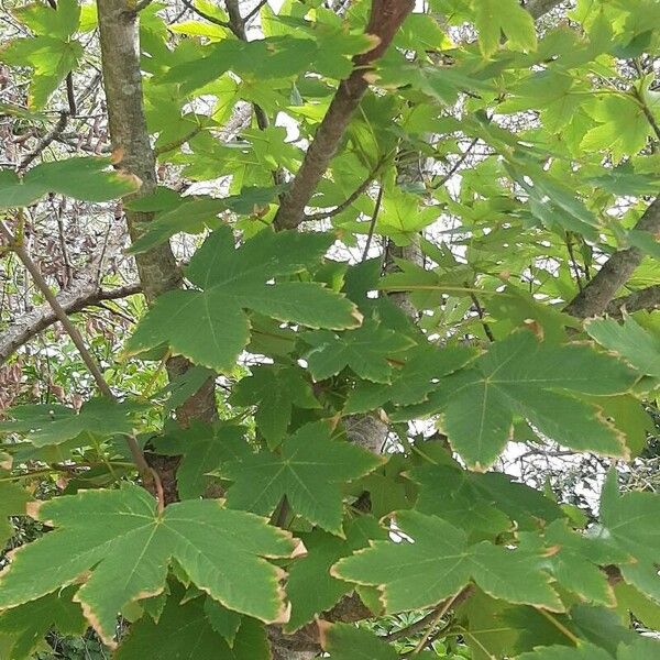 Acer pseudoplatanus Deilen