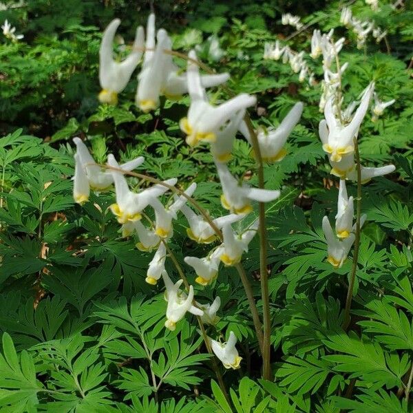 Dicentra cucullaria Кветка