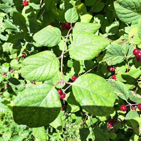 Lonicera xylosteum Leaf