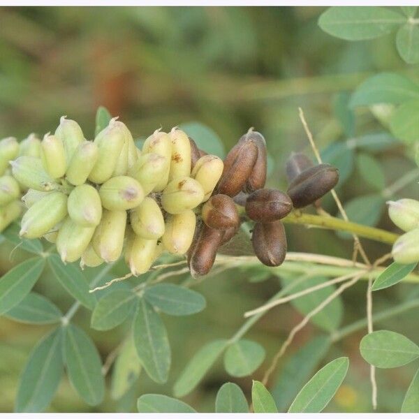 Crotalaria goreensis Fruit