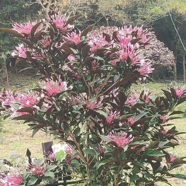 Clerodendrum quadriloculare Cvet