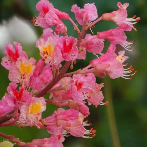 Aesculus pavia Sonstige