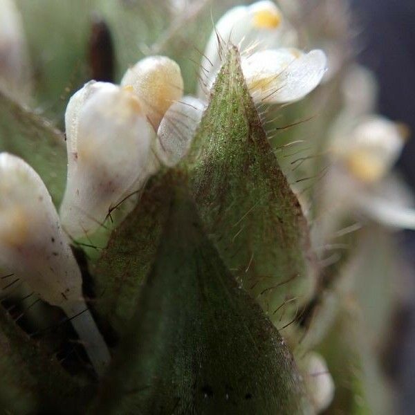 Palisota bracteosa Kvet