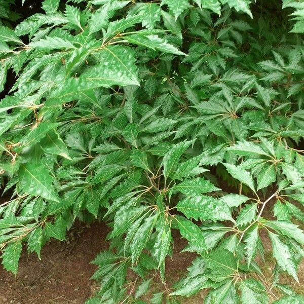 Quercus castaneifolia 葉