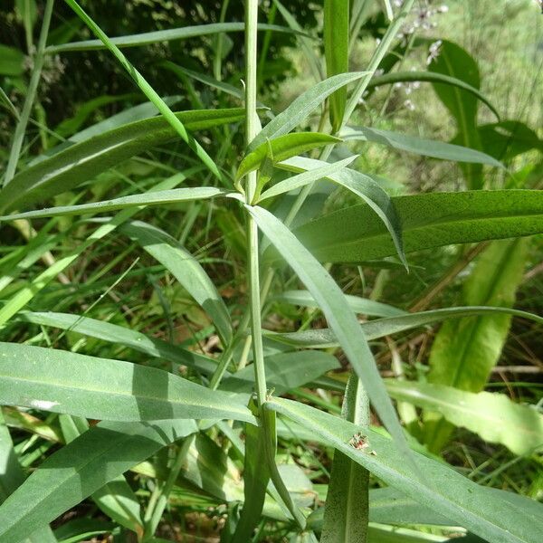 Lysimachia ephemerum Blad