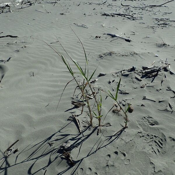 Phragmites karka Habit