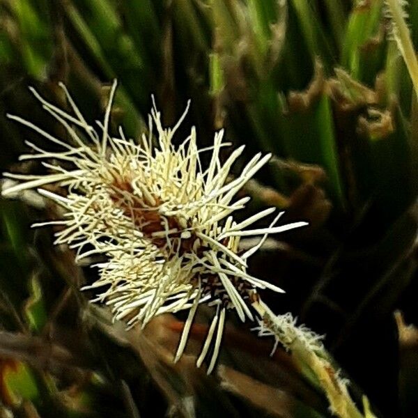 Carex caryophyllea Blomst