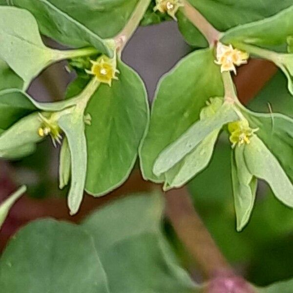 Euphorbia peplus Квітка