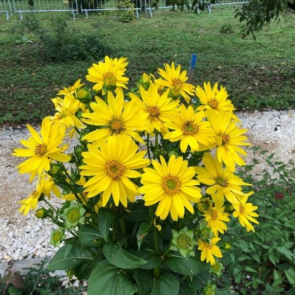 Silphium perfoliatum Květ