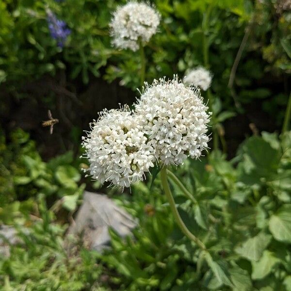 Valeriana sitchensis ফুল