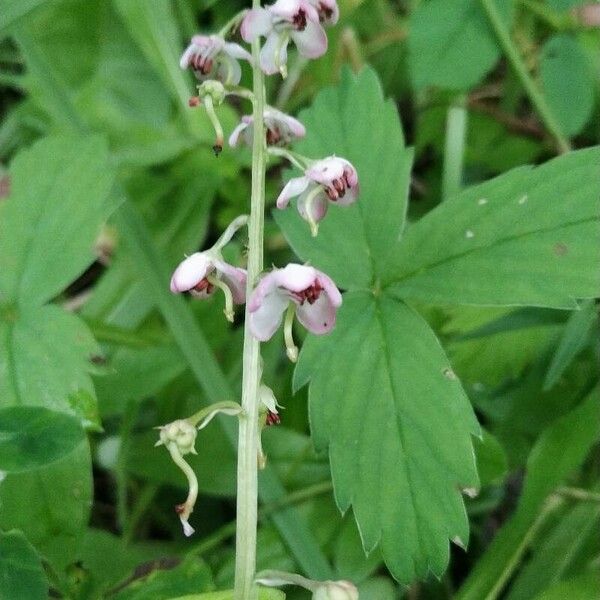 Pyrola asarifolia Flower