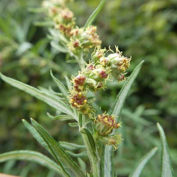 Artemisia verlotiorum Flower